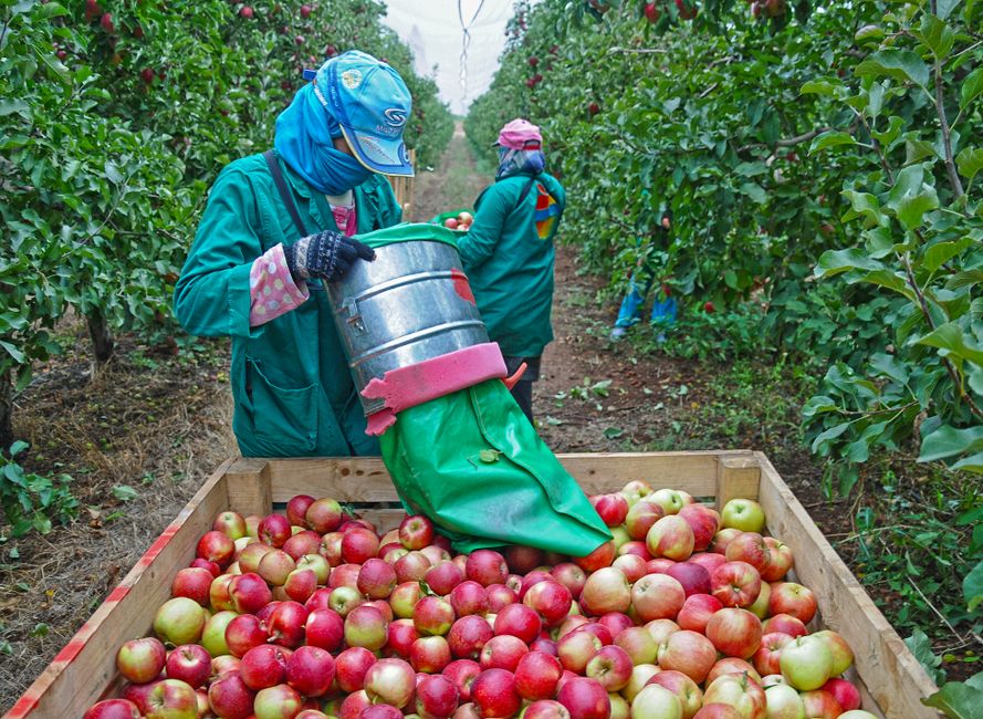 Expansion of the E-8 Seasonal Worker Quota and Implications for Agricultural Employer Sponsorship